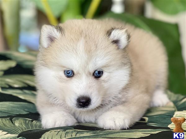 Puppy Pomsky Picture 1